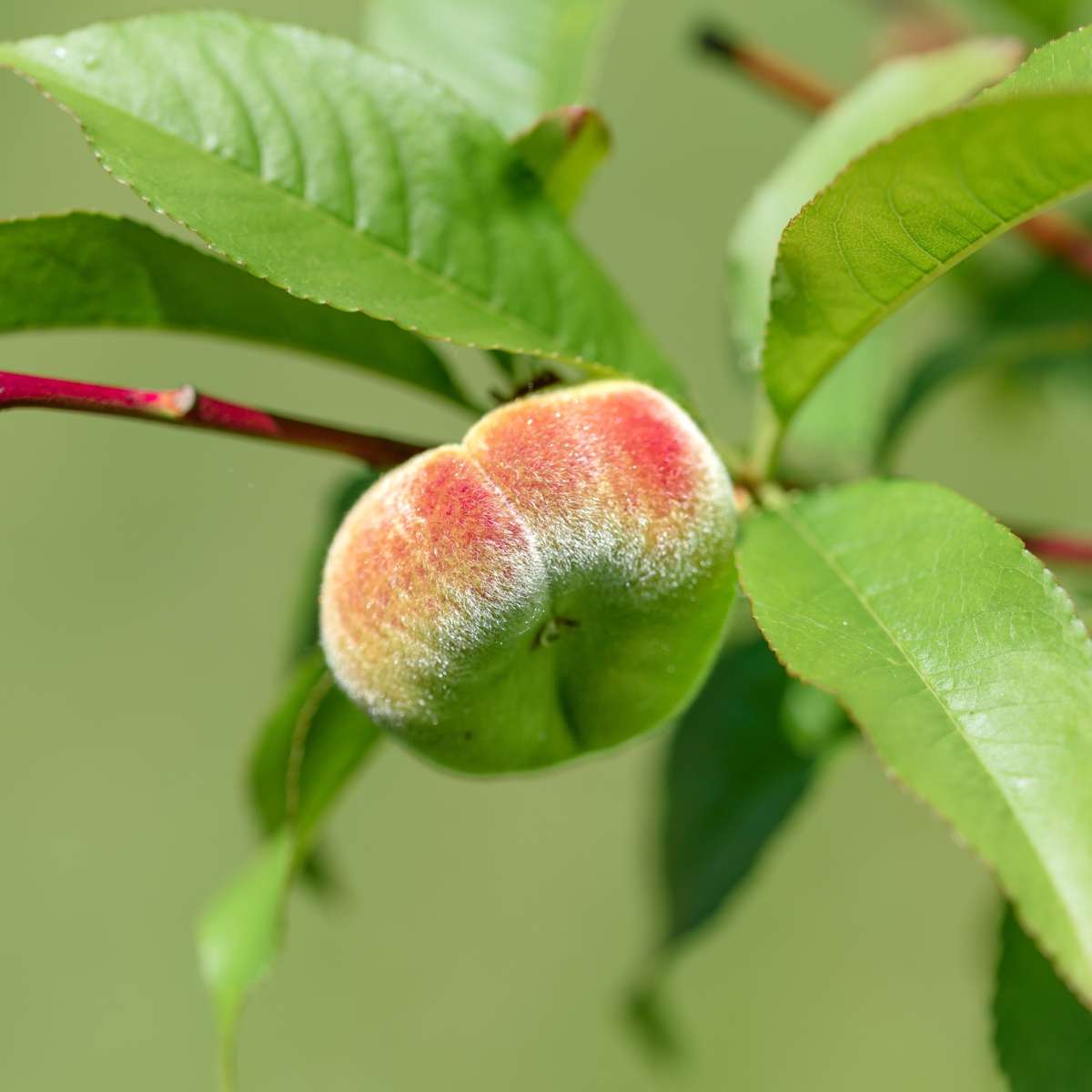 Peach Tree - 2 pcs. - Prunus persica 'Saturne' - Height 60-70cm - ⌀15cm