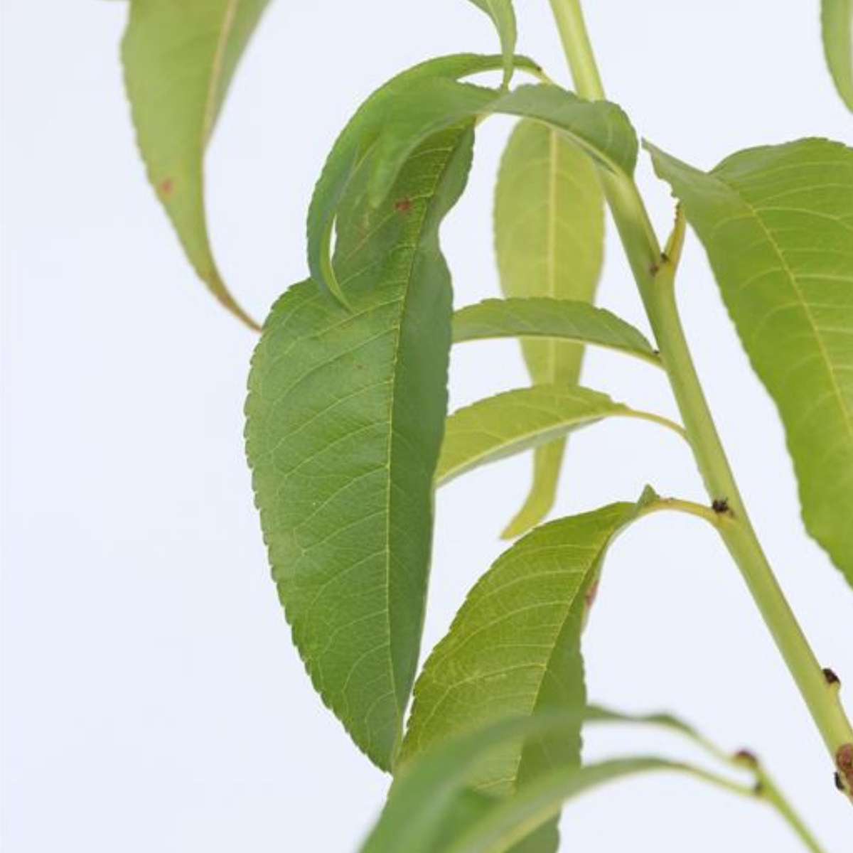 Peach Tree - 2 pcs. - Prunus persica 'Saturne' - Height 60-70cm - ⌀15cm