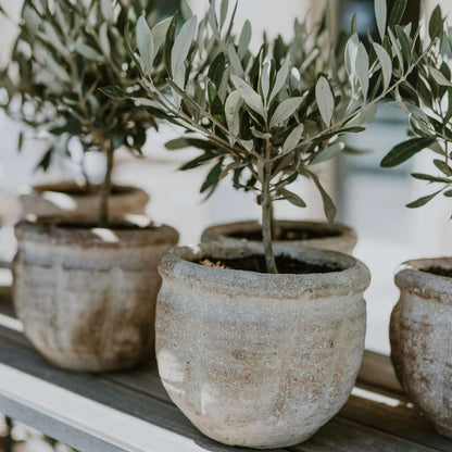 Olive tree - 2 pcs. - Olea europaea - Height 25-40cm - ⌀9cm