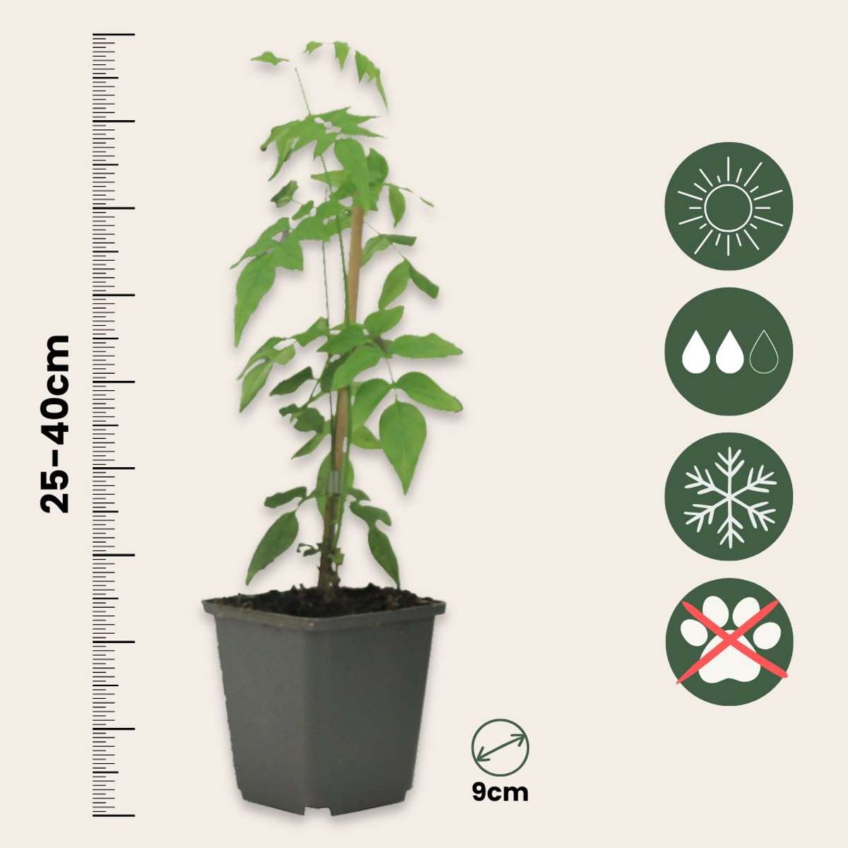 Star of Jasmine - 6 pcs. - Jasminum 'Officinale' - Height 25-40cm - ⌀9cm