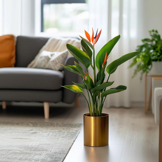 Bird of Paradise - Strelitzia reginea - Height 25-40cm - ⌀9cm