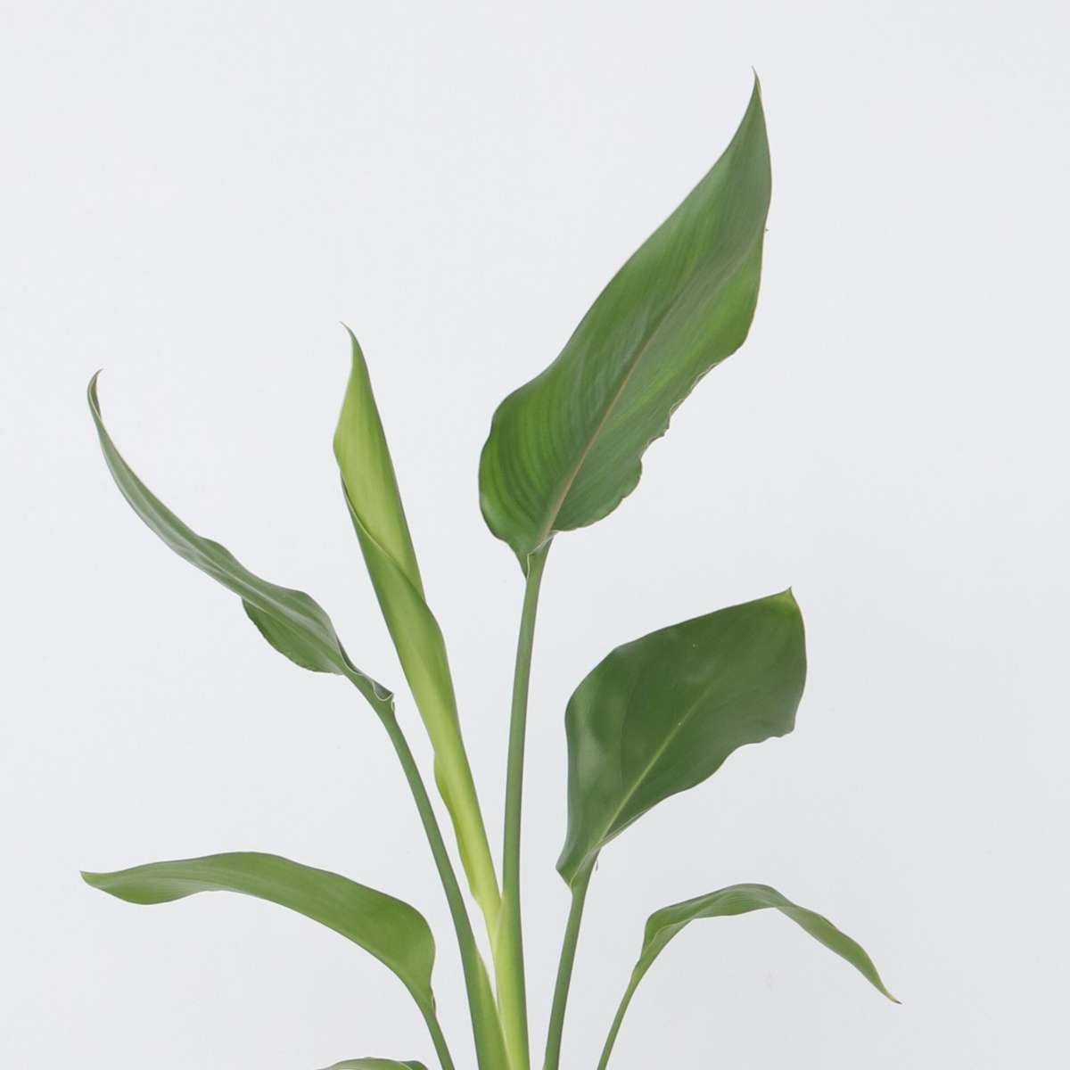 Bird of Paradise - 6 pcs. - Strelitzia reginea - Height 25-40cm - ⌀9cm