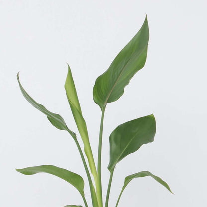 Bird of Paradise - 6 pcs. - Strelitzia reginea - Height 25-40cm - ⌀9cm