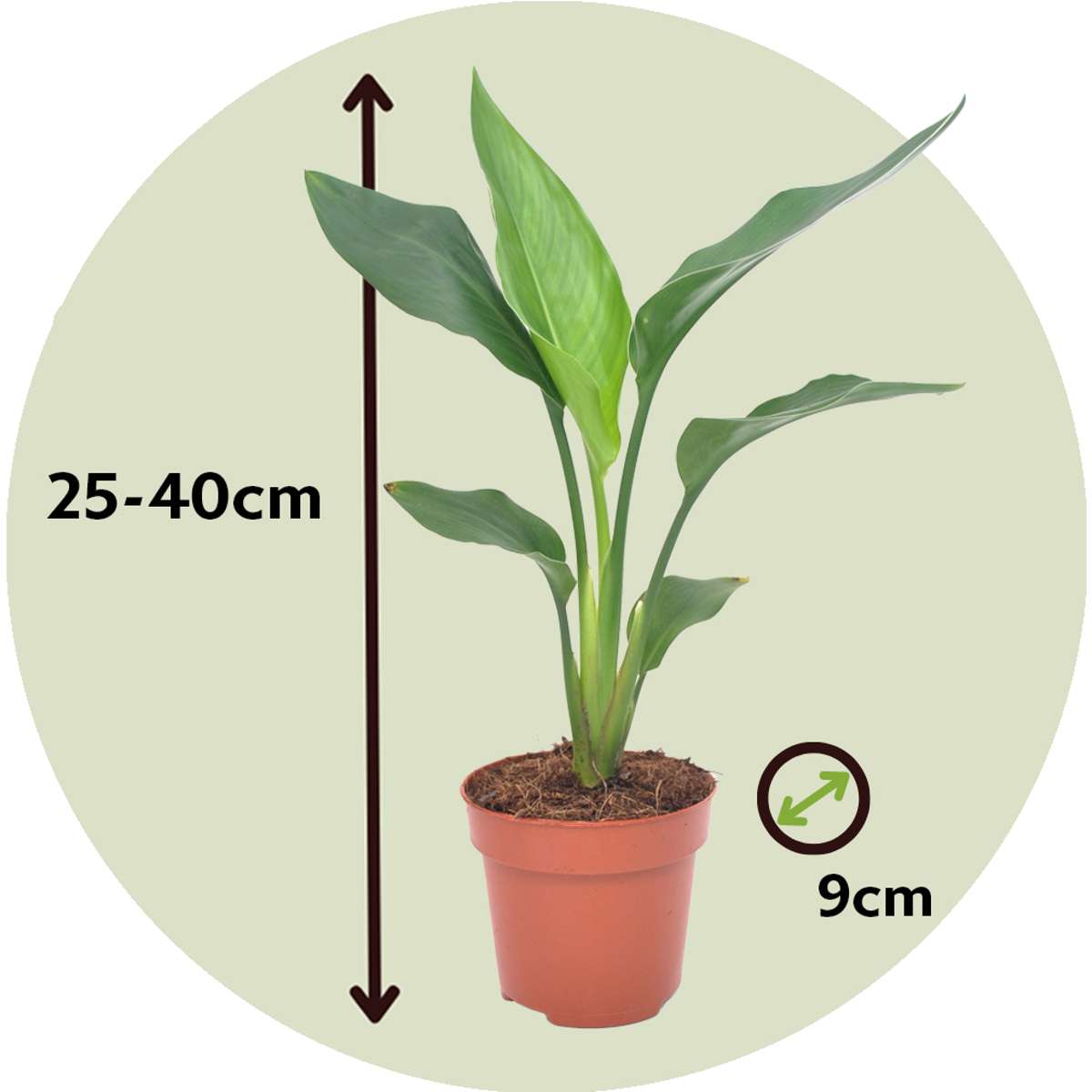 Bird of Paradise - 6 pcs. - Strelitzia reginea - Height 25-40cm - ⌀9cm