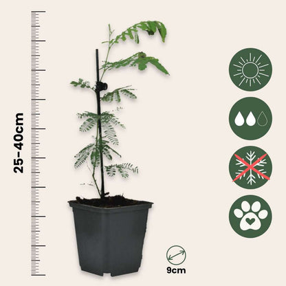 Yellow Mimosa - 3 pcs. - Mimosa dealbata - Height 25-40cm - ⌀9cm