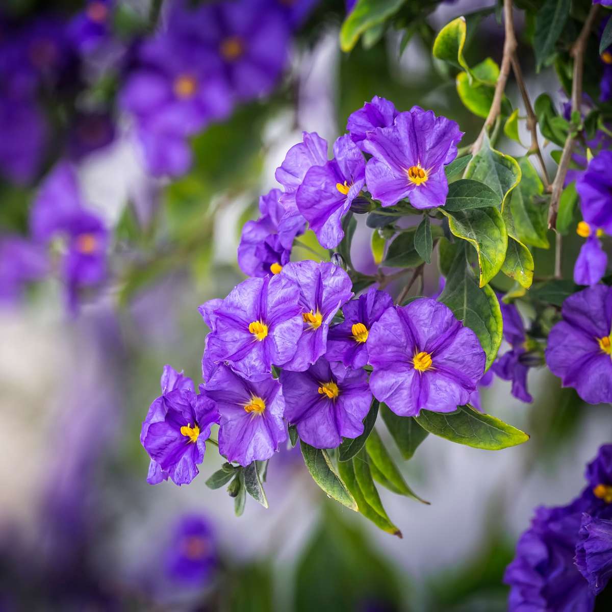 Blue potato bush - 3 pcs. - Lycianthes rantonnetii - Height 25-40cm - ⌀9cm