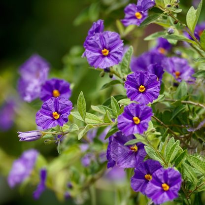 Blue potato bush - 3 pcs. - Lycianthes rantonnetii - Height 25-40cm - ⌀9cm