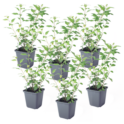 Blue potato bush - 6 pcs. - Lycianthes rantonnetii - Height 25-40cm - ⌀9cm