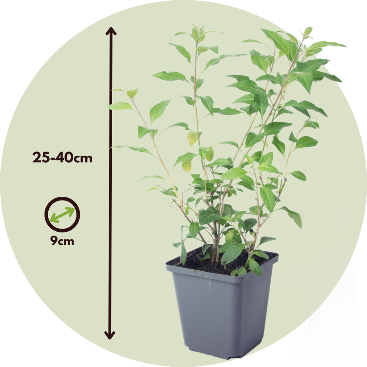 Blue potato bush - 6 pcs. - Lycianthes rantonnetii - Height 25-40cm - ⌀9cm