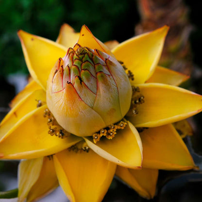 Golden Lotus Banana - 2 pcs. - Musella lasiocarpa - Height 25-40cm - ⌀9cm