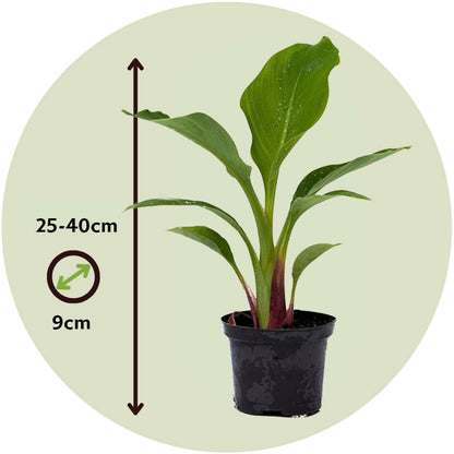 Golden Lotus Banana - 2 pcs. - Musella lasiocarpa - Height 25-40cm - ⌀9cm