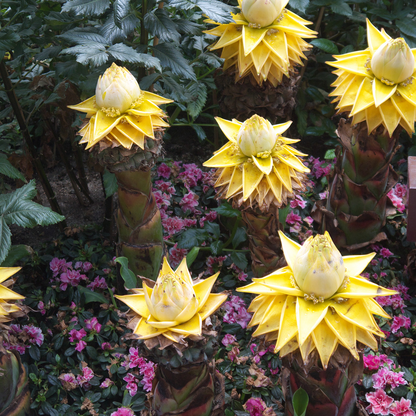 Golden Lotus Banana - 4 pcs. - Musella lasiocarpa - Height 25-40cm - ⌀9cm