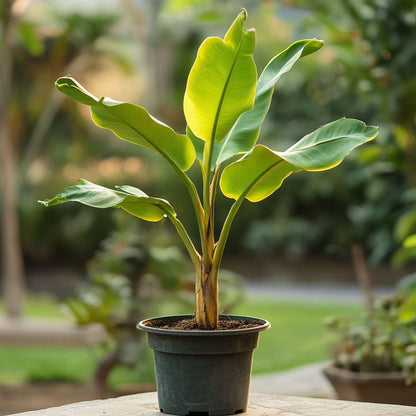 Golden Lotus Banana - 4 pcs. - Musella lasiocarpa - Height 25-40cm - ⌀9cm