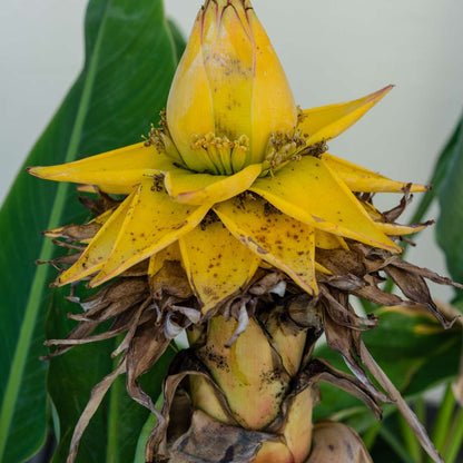 Golden Lotus Banana - 4 pcs. - Musella lasiocarpa - Height 25-40cm - ⌀9cm
