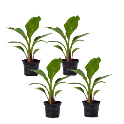 Golden Lotus Banana - 4 pcs. - Musella lasiocarpa - Height 25-40cm - ⌀9cm