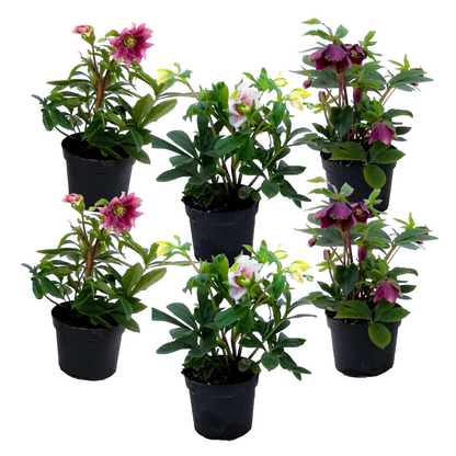 Lenten Rose - 6 pcs. - Helleborus orientalis - Height 20-30cm - ⌀12cm