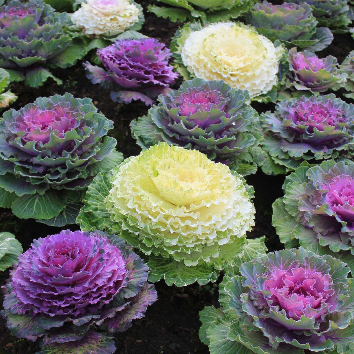 Wild Cabbage - 3 pcs. - Brassica oleracea - Height 10-20cm - ⌀10,5cm