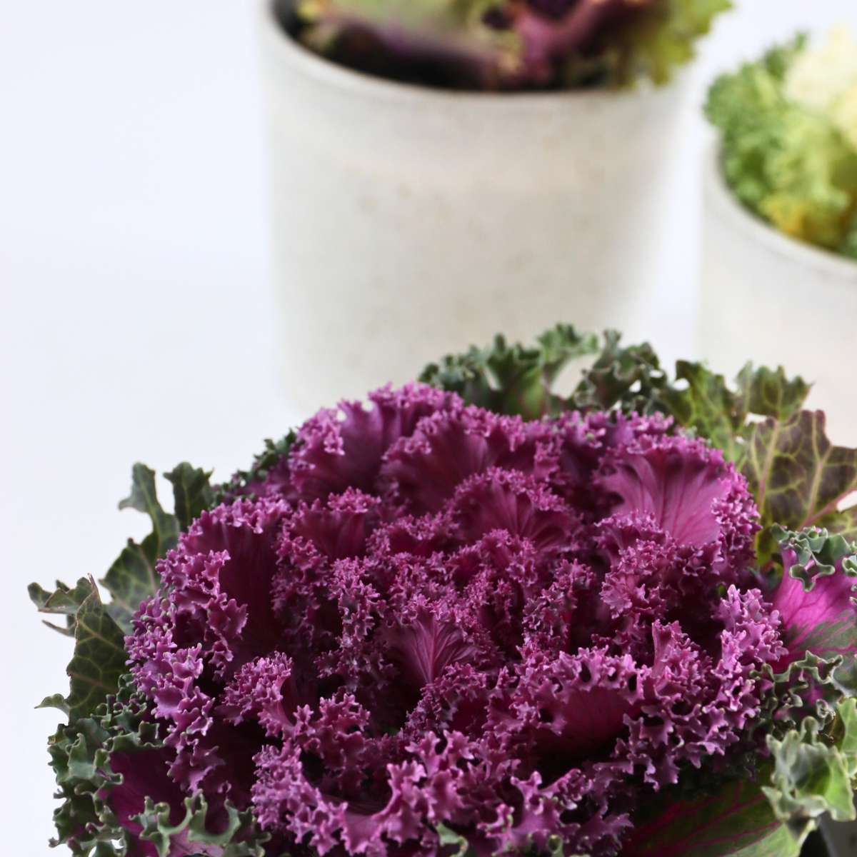 Wild Cabbage - 3 pcs. - Brassica oleracea - Height 10-20cm - ⌀10,5cm