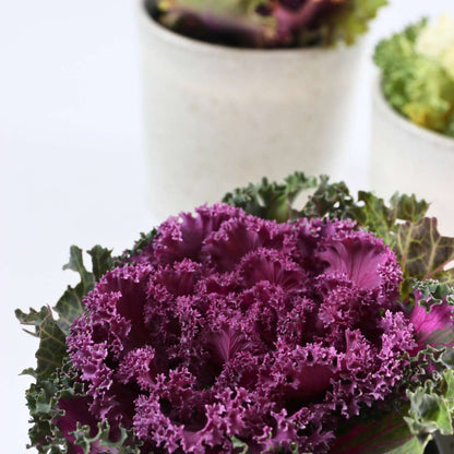 Wild Cabbage - 3 pcs. - Brassica oleracea - Height 10-20cm - ⌀10,5cm