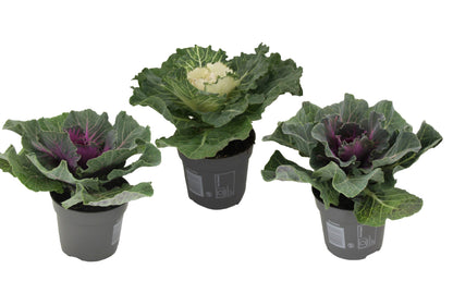 Wild Cabbage - 3 pcs. - Brassica oleracea - Height 10-20cm - ⌀10,5cm