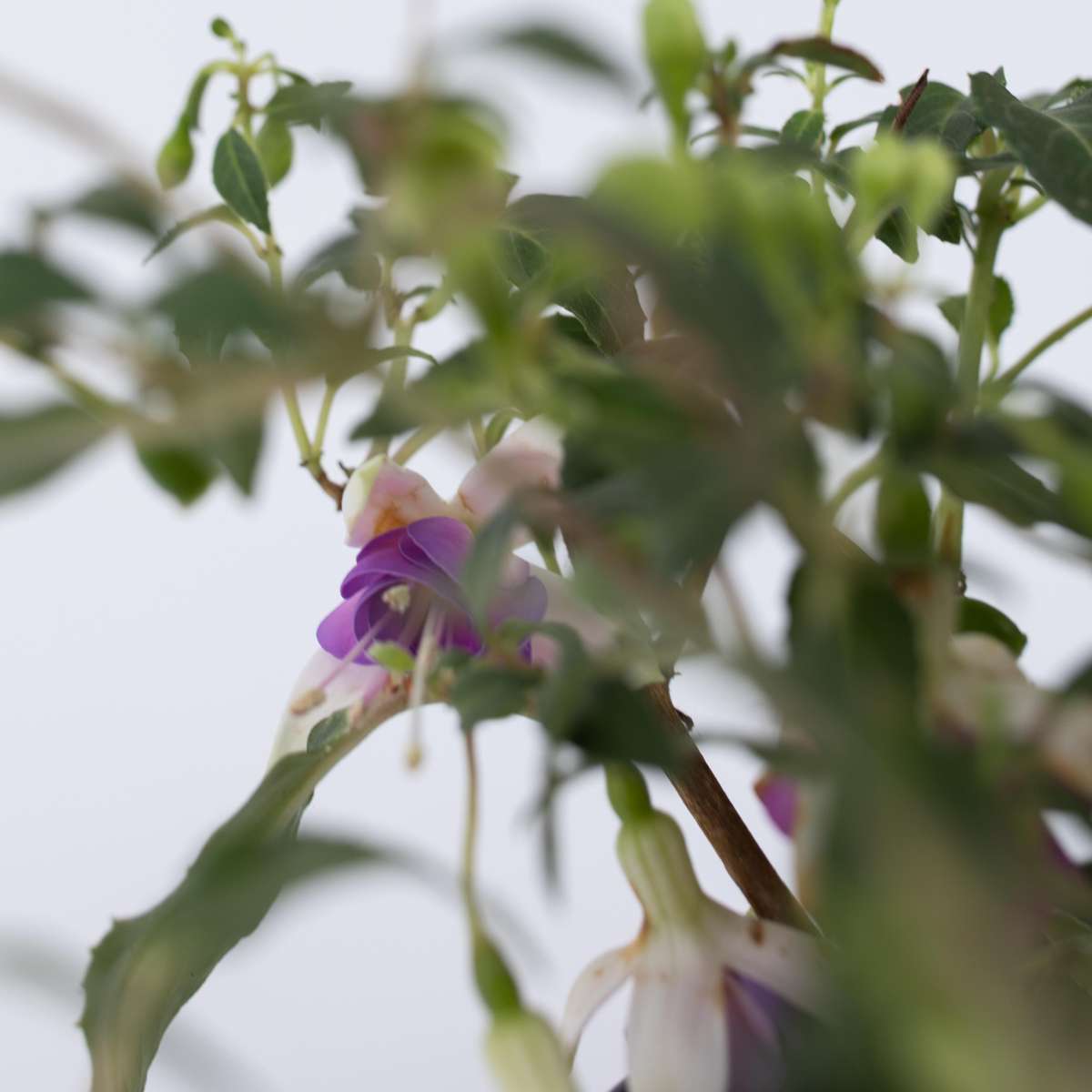 Humming-bird fuchsia - 3 pcs. - Fuchsia magellanica - Height 10-20cm - ⌀9cm