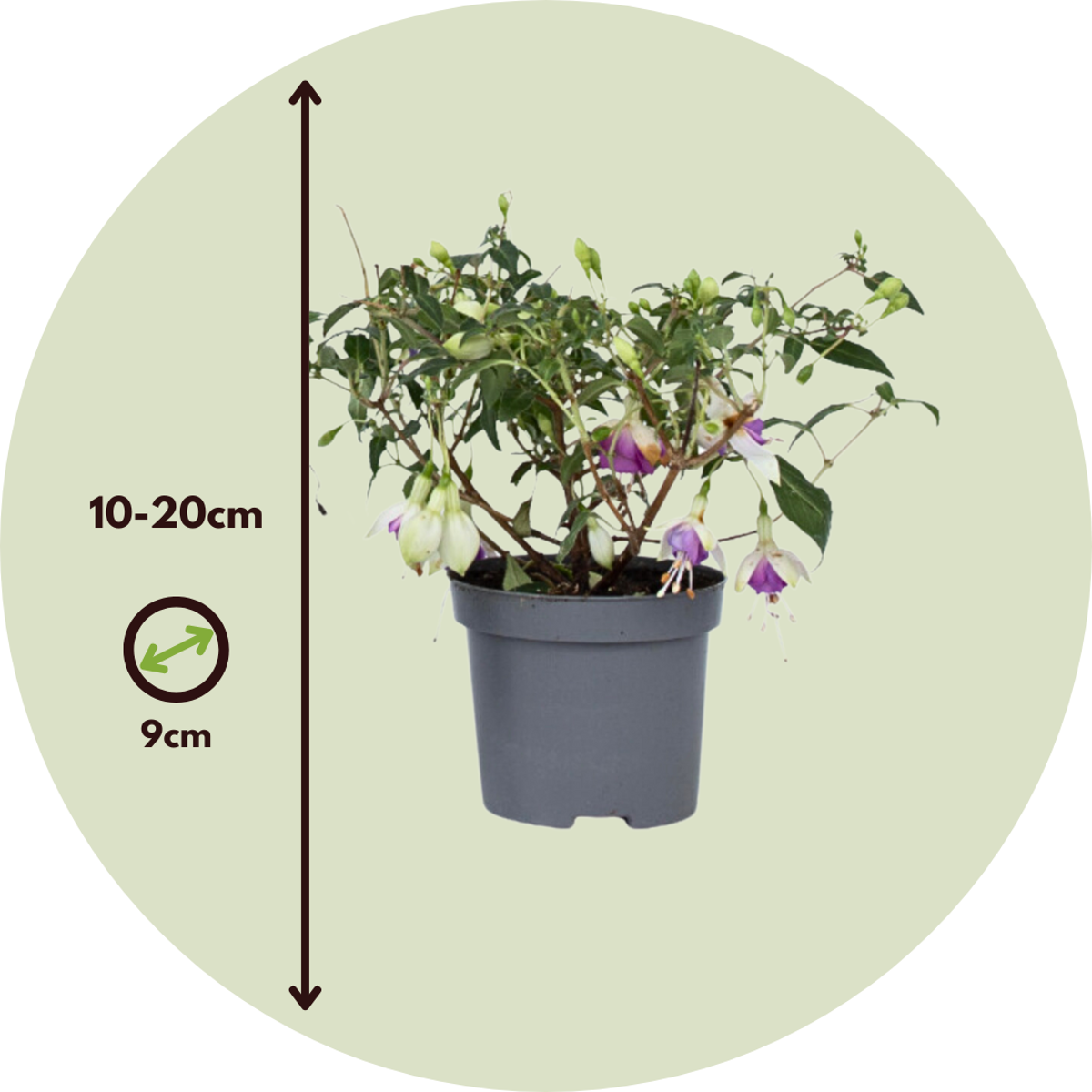 Humming-bird fuchsia - 6 pcs. - Fuchsia magellanica - Height 10-20cm - ⌀9cm