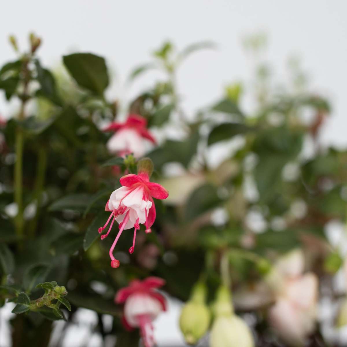 Humming-bird fuchsia - 6 pcs. - Fuchsia magellanica - Height 10-20cm - ⌀9cm
