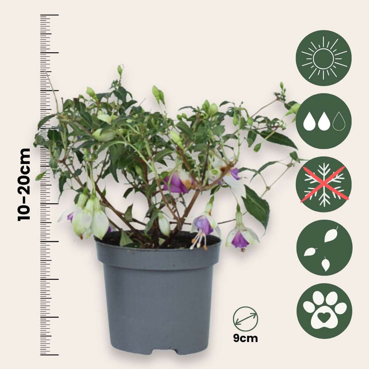 Humming-bird fuchsia - 6 pcs. - Fuchsia magellanica - Height 10-20cm - ⌀9cm