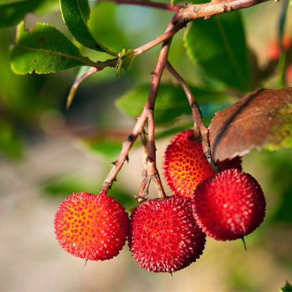 Strawberry tree - 6 pcs. - Arbutus 'Unedo' - Height 25-40cm - ⌀9cm