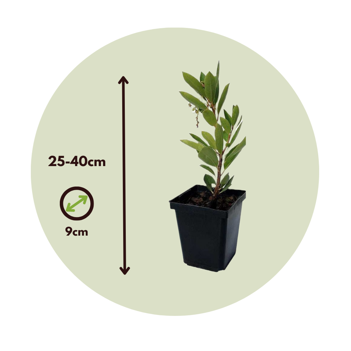 Strawberry tree - 3 pcs. - Arbutus 'Unedo' - Height 25-40cm - ⌀9cm