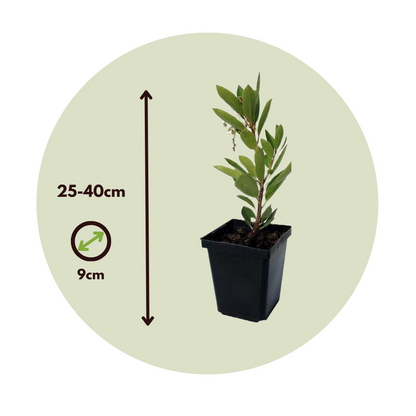 Strawberry tree - 3 pcs. - Arbutus 'Unedo' - Height 25-40cm - ⌀9cm