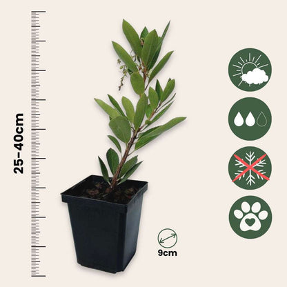 Strawberry tree - 3 pcs. - Arbutus 'Unedo' - Height 25-40cm - ⌀9cm