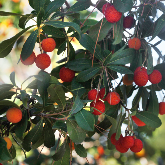 Strawberry tree - 3 pcs. - Arbutus 'Unedo' - Height 25-40cm - ⌀9cm