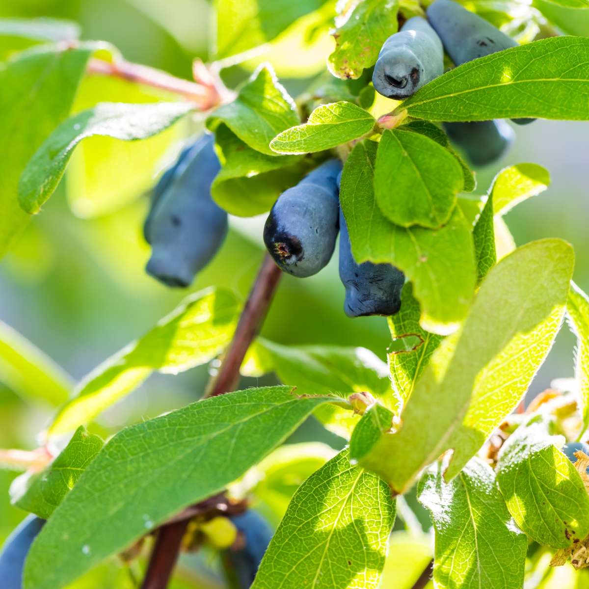 Haskap Berry - 6 pcs. - Lonicera kamtchatica - Height 25-40cm - ⌀9cm