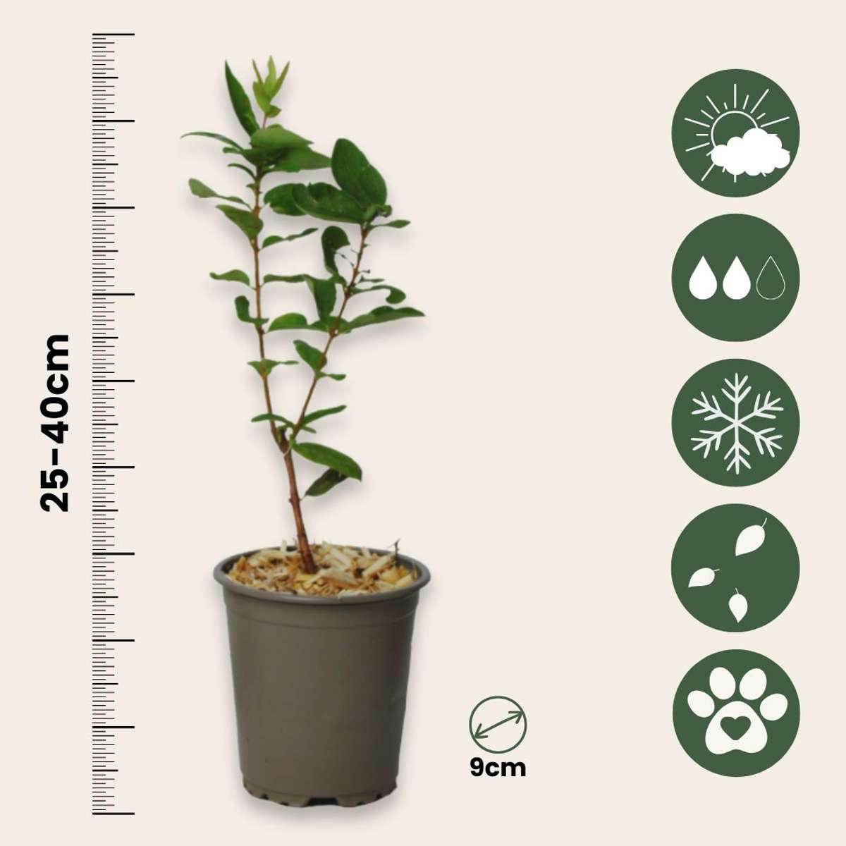 Haskap Berry - 6 pcs. - Lonicera kamtchatica - Height 25-40cm - ⌀9cm