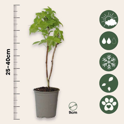 Wild Raspberry - 3 pcs. - Rubus idaeus 'Fallgold' - Height 25-40cm - ⌀9cm