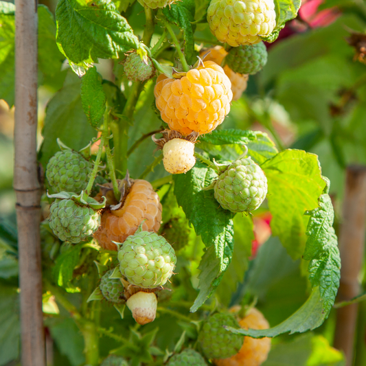 Wild Raspberry - 6 pcs. - Rubus idaeus 'Fallgold' - Height 25-40cm - ⌀9cm