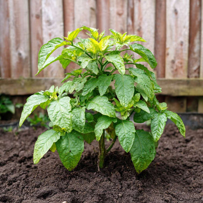 Pepino melon - 3 pcs. - Solanum Muricatum 'Pepino gold' - Height 25-40cm - ⌀9cm