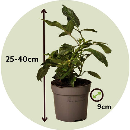 Pepino melon - 3 pcs. - Solanum Muricatum 'Pepino gold' - Height 25-40cm - ⌀9cm