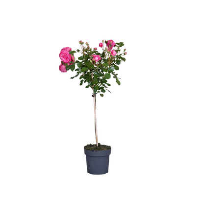 Palace Rose - Rosa palace 'Topkapi' - Height 80-100cm - ⌀19cm