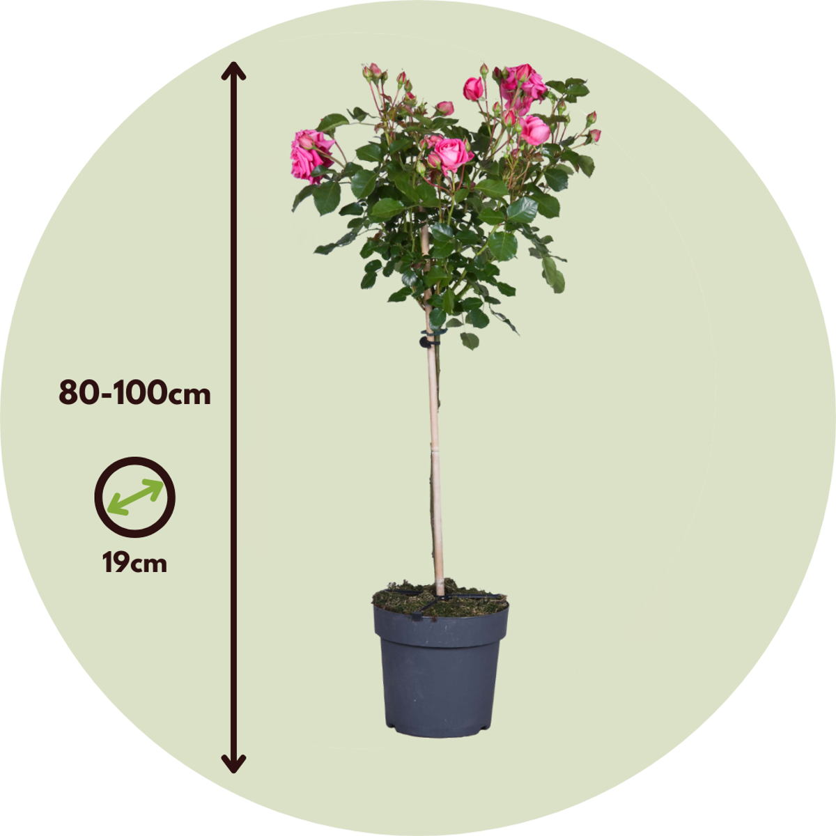 Palace Rose - 2 pcs. - Rosa palace 'Topkapi' - Height 80-100cm - ⌀19cm