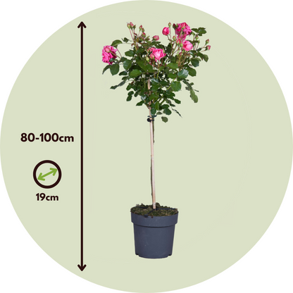 Palace Rose - 2 pcs. - Rosa palace 'Topkapi' - Height 80-100cm - ⌀19cm