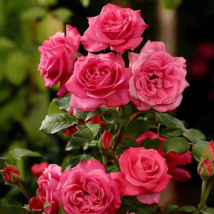 Palace Rose - 2 pcs. - Rosa palace 'Topkapi' - Height 80-100cm - ⌀19cm