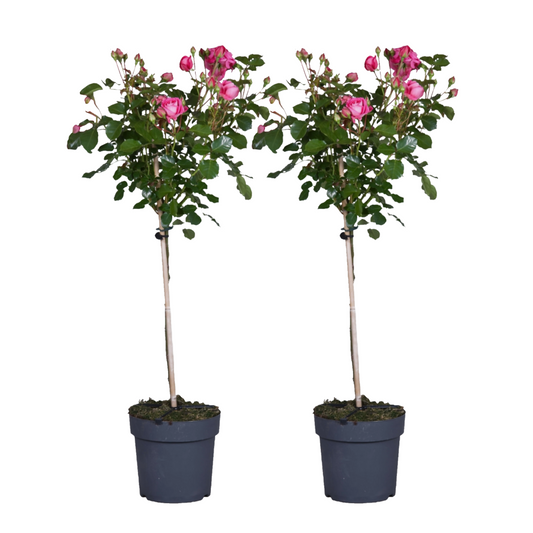 Palace Rose - 2 pcs. - Rosa palace 'Topkapi' - Height 80-100cm - ⌀19cm