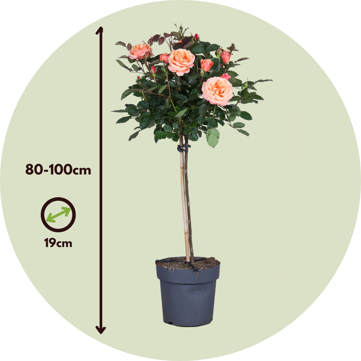 Palace Rose - 2 pcs. - Rosa palace 'Chaterine' - Height 80-100cm - ⌀19cm