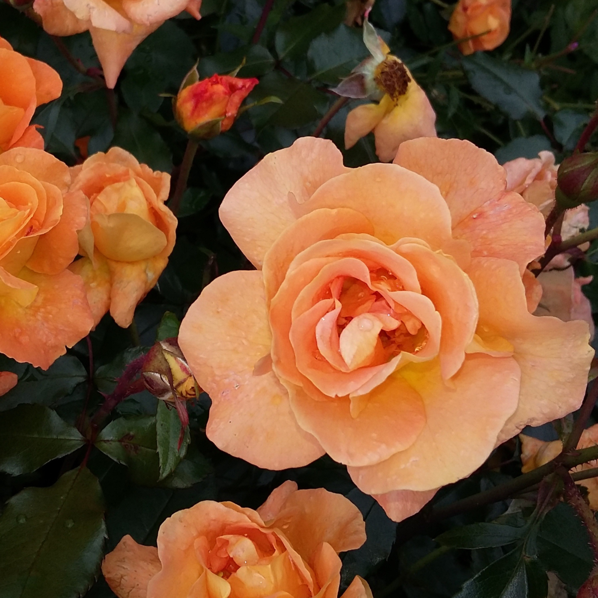 Palace Rose - 2 pcs. - Rosa palace 'Chaterine' - Height 80-100cm - ⌀19cm