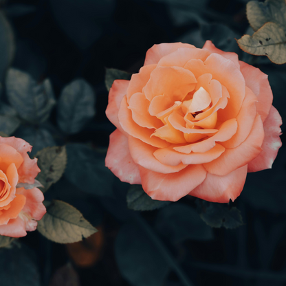 Palace Rose - 2 pcs. - Rosa palace 'Chaterine' - Height 80-100cm - ⌀19cm