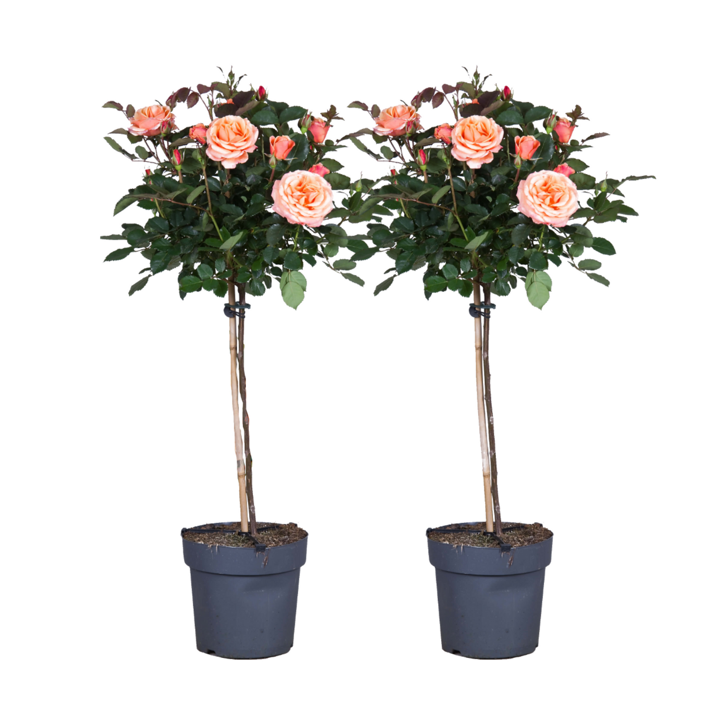 Palace Rose - 2 pcs. - Rosa palace 'Chaterine' - Height 80-100cm - ⌀19cm