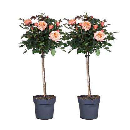Palace Rose - 2 pcs. - Rosa palace 'Chaterine' - Height 80-100cm - ⌀19cm