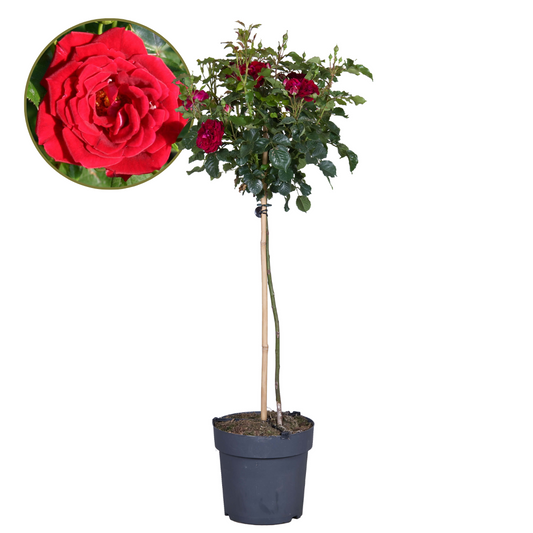 Palace Rose - Rosa palace ‘Pride' - Height 80-100cm - ⌀19cm